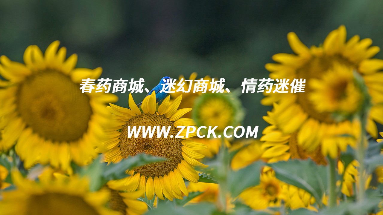 催药售卖平台哪个好用