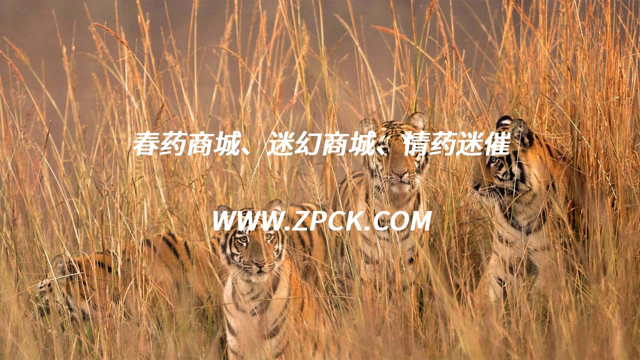迷幻药哪里出售