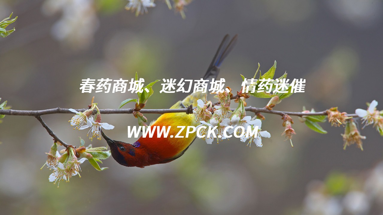 强效昏睡药货到付款